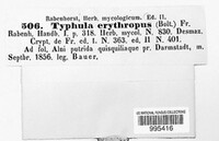 Typhula erythropus image